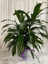 Happy Plant (Dracaena)