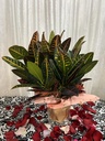 Sloppy Painter (Garden croton)