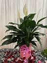 Peace Lily (Big Size)