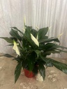 Peace Lily (Small size)