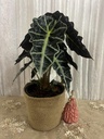 Alocasia Pot